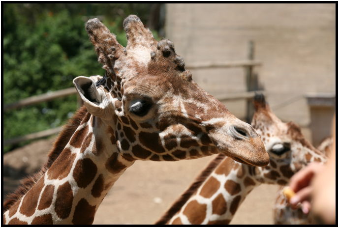 animal: giraffe : s-IMG_3107.jpg