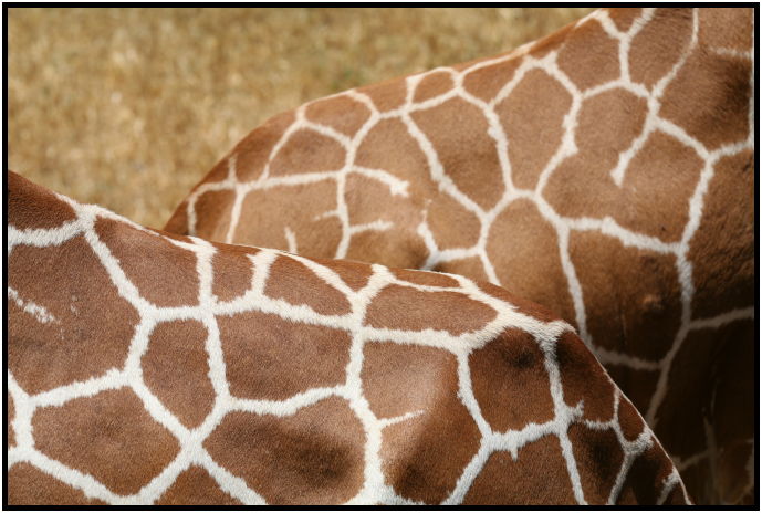 animal: giraffe : s-IMG_3150.jpg
