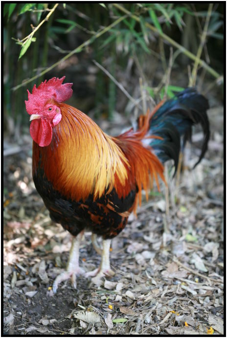 bird: cock : s-IMG_3218.jpg