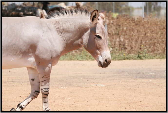 animal: horse : s-IMG_3328.jpg