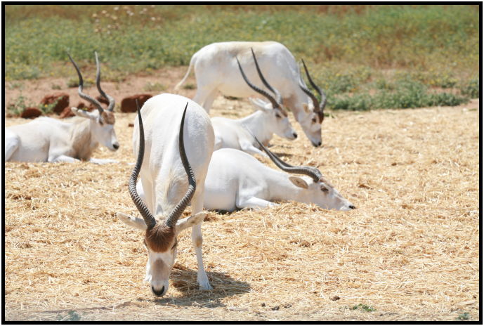 animal: antelope : s-IMG_3332.jpg