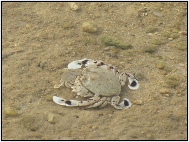 animal: crab : s-IMG_0502.jpg