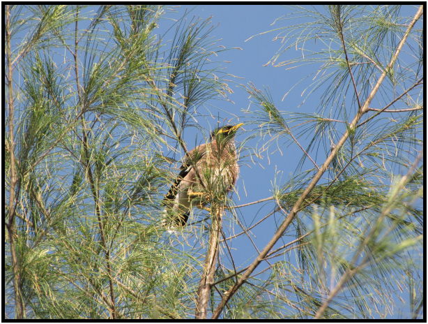 bird: unknown bird : s-IMG_0358.jpg