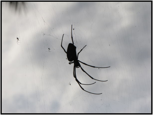 insect: spider : s-IMG_0463.jpg