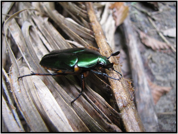 insect: beetle : s-IMG_1026.jpg