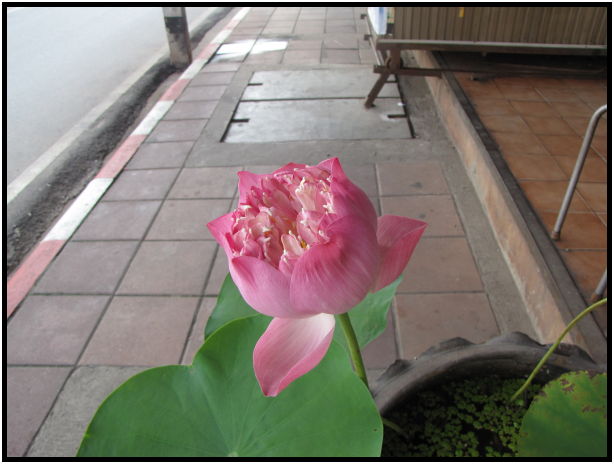 place: Thailand: Ranon : s-IMG_0598.jpg