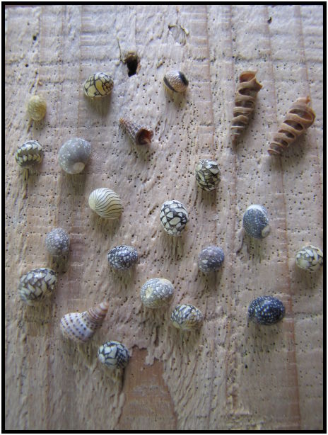 object: shell : s-IMG_0812.jpg
