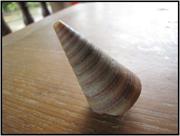 object: shell : s-IMG_0834.jpg