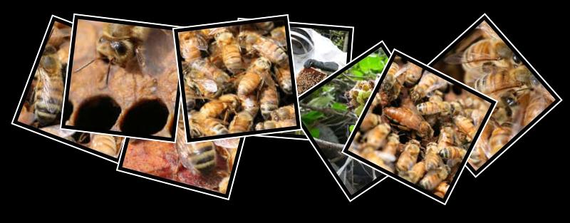 beehive