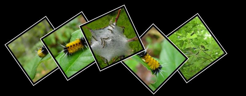 caterpillar
