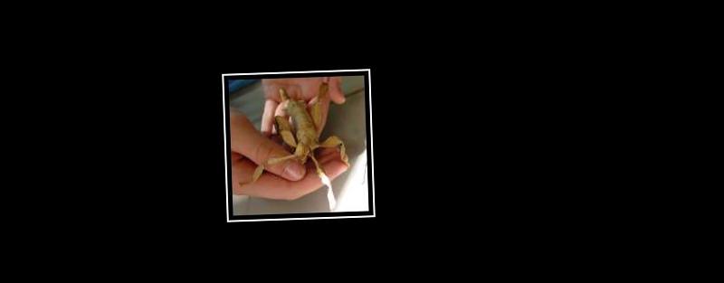 leaf insect