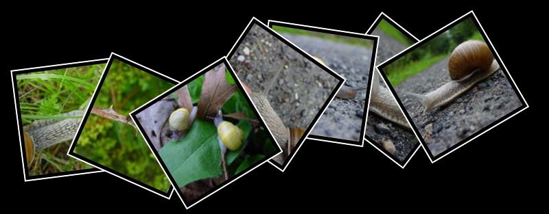 snail