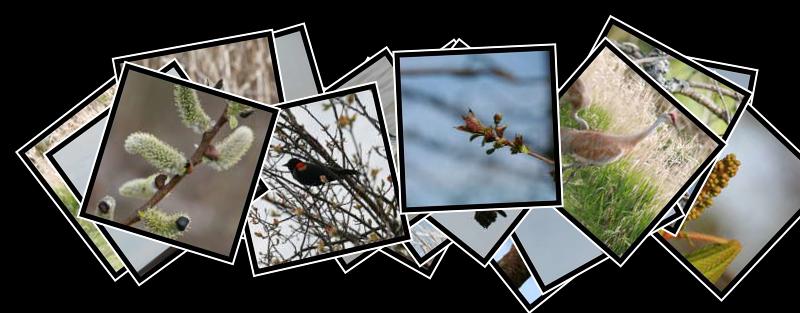 George C. Reifel Migratory Bird Sanctuary