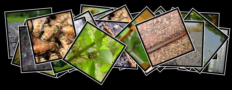 insect